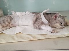 -北京观赏动物医院·24小时大型综合·猫专科·异宠专科