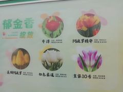 -荷兰花海