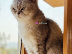 -猫的茶·猫咖