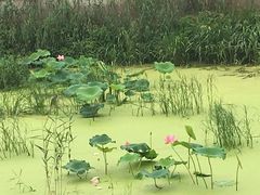 -苏州独墅湖书香世家酒店