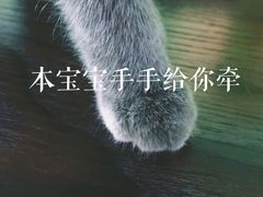 -喵店&猫咖