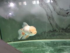 -北戴河圣蓝海洋公园