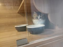 -喵百万·布偶·蓝金金渐层英短·猫舍(百子湾店)