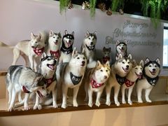 -Husky Go! 哈士奇体验馆·宠物咖啡厅狗咖