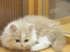 -帕帕拉兹宠物(亚洲旗舰店)