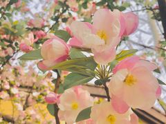 -野人先生现做冰淇淋(北京顺义祥云小镇店)
