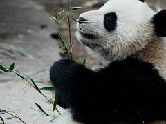 -都江堰中华大熊猫苑