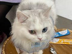 -共舞时光猫咖·狗咖(新街口店)