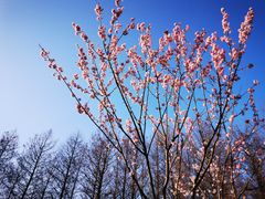-顾村公园