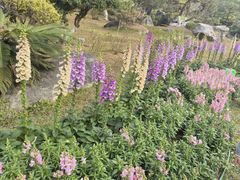 -东莞植物园