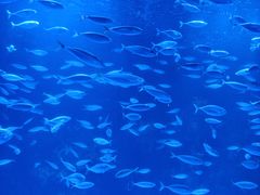 -太平洋海底世界