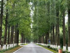 -黄海国家森林公园