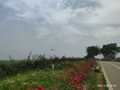 -空港花田景区