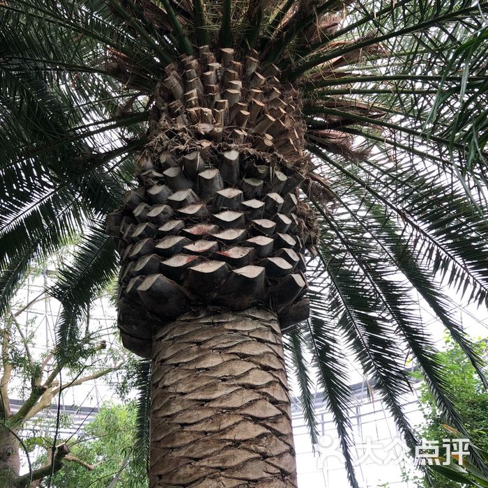 北京世界花卉大观园图片-北京植物园-大众点评网