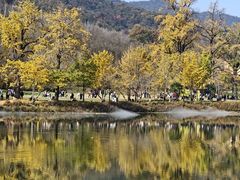 -千年银杏谷文化旅游区