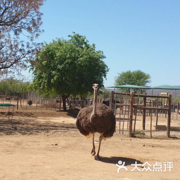 鴕鳥園