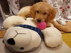 -翊宠yipet猫狗购宠庄园犬舍•猫舍