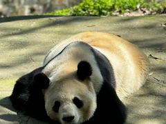 -都江堰中华大熊猫苑