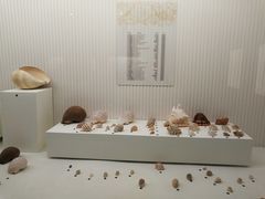 -青岛贝壳博物馆