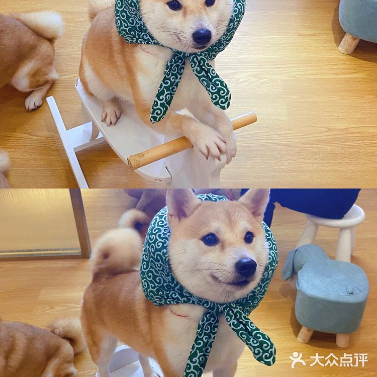 深圳必打卡|最萌汪柴趣狗咖大家快来撸！！