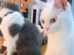 -猫色咖啡·猫咖