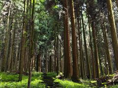 -武陵山森林公园
