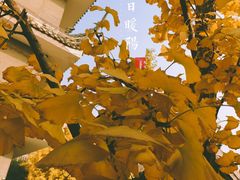 -生宇山珍野生菌汤锅•始于1999(双流古塔店)