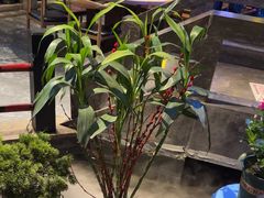 -红蜡烛-养生粥-津鲁菜(中山路店)