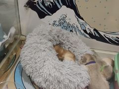 -糯米喵星人总部直营旗舰店·猫舍·幼猫出售