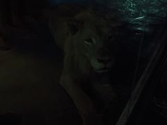 -清迈夜间动物园