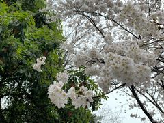 -武汉大学-樱园
