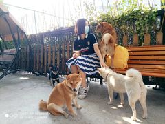 -柴犬高等学院·狗咖·柴犬售卖·宠物训练