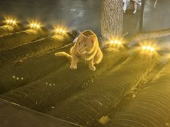 -奇芳阁·百年清真南京菜(夫子庙店)