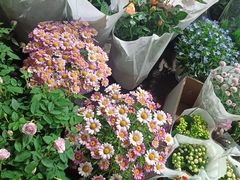 -循礼门鲜花花市(武汉循礼门店)