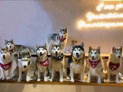 -Husky Go! 哈士奇体验馆·宠物咖啡厅狗咖
