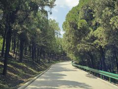 -原山国家森林公园