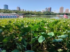 -莲花池公园