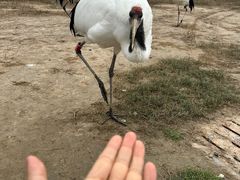 -盐城丹顶鹤湿地生态旅游区