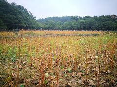-韶山毛泽东同志故居