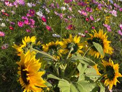 -嘉北郊野公园