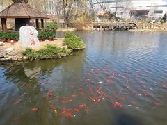 -武汉大学-樱园