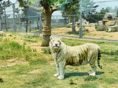 -西霞口神雕山野生动物世界