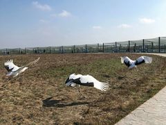 -盐城丹顶鹤湿地生态旅游区
