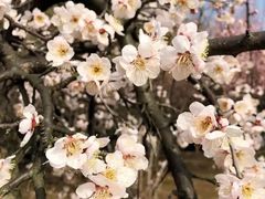 -白塘生态植物园
