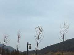 -千年银杏谷文化旅游区