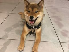 -柴务处·柴犬主题狗咖