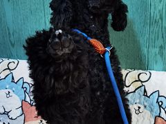 -严国平动物医院(德政总院)