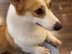 -柯斗斗主题餐厅·狗咖·围炉煮茶·茶饮(国瑞升平里店)