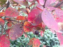 iphone_upload_pic-石塘人家