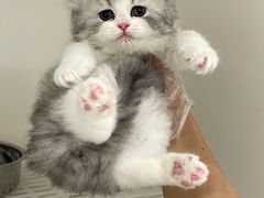 -lincat·猫舍(广州店)